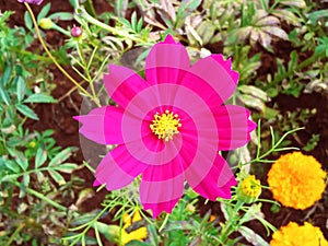 Close up, Single cosmos flower pink color flower blossom blooming soft blur green leaf background for stock photo, houseplant,