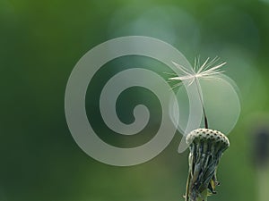 Close-up of a single dandelion seed against a blurred green background