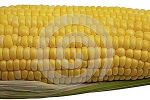 Close up , Single ear of corn isolated on white background