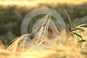 close up of a single ear of wheat growing on a field backlit by the morning sun on a spring day june poland ear of wheat in the