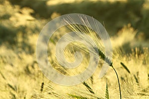 A fresh ear of wheat in the field in the sunshine