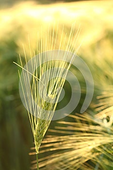 A fresh ear of wheat in the field at dawn