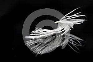 close up single feather on black surface b