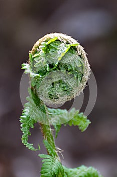 Close up of a single fern stem