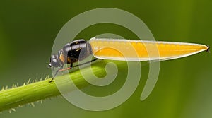 A close-up of a single firefly perched on a blade of grass.