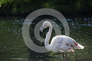 Close-up of single flamingo bird.