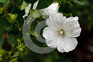Close-up of a single flower of Annual mallow in the garden, Lavatera trimestris,. Called Rose Mallow, Royal Mallow and