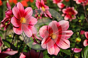 Close-up of a single flower dahlia in late summer