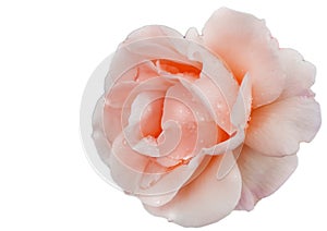 Close up of a single flower of a delicate pink rose on a white background isolated by clipping