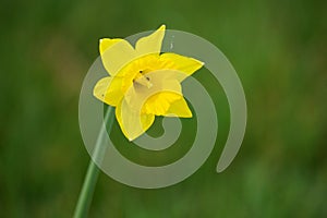 Close up of a  single forestwander daffodil with a blurred background