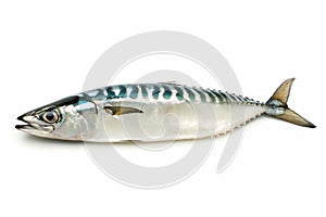 Fresh Mackerel Fish Isolated on White