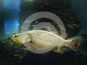 Close up A single Giant Grouper, big fish, swimming in the tank at Aquarium Thailand