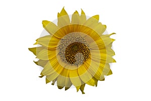 Single sunflower blossom isolated on white background