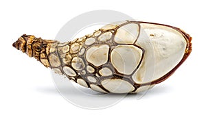 Close Up of a Single Gooseneck Barnacle on White