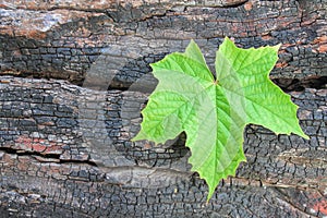 Single green leaves in heart shaped growing in cracks wood charcoal abstract background