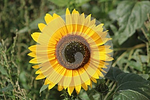 Close up of single large sunflower, helianthus