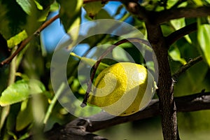 Single Garey`s Eureka lemon on a branch photo