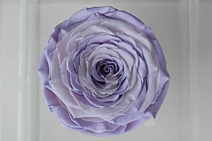 Close-up of a single light purple rose in a clear, transparent cube-shaped flower boxÃ¢â¬âa top-down view of a gift box photo