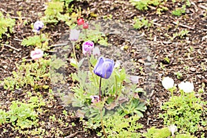 Close up of single little violet tulip at shibazakura festival ,