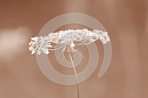 Close-up of a single meadow flower in Peach Fuzz