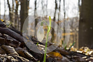 Close up of single one and snowdrop in springtime with sunglight in forest. Beutiful snowdrop at sunset and white sloping head.