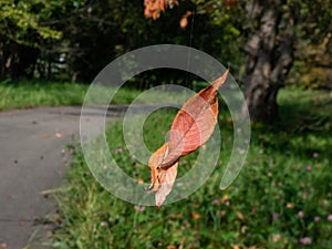 Close-up of a single orange and brown dry leaf falling in air in the park with park road and trees with colourful leaves in