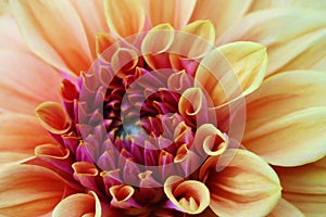 Close-up of a single orange, carroty dahlia bloom. The national flower of Mexico