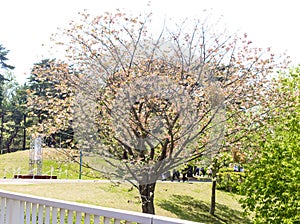 Close up of single orange cherry sakura flower tree in hitachi se