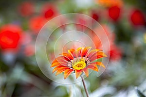 Close-up of a single orange sunflower