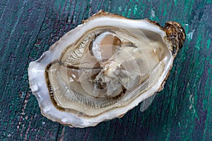 Close up of single oyester open on green wooden backgrond : gourmet macro food photography