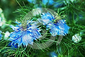 Close up of single blue flower of love-in-a-mist or ragged lady or devil in summer garden. Nigella damascena