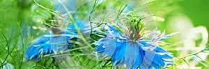 Close up of single pale-blue flower of love in a mist or ragged lady or devil in bush against green. Nigella damascena