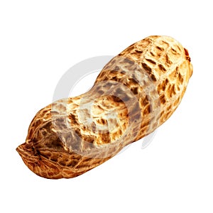 Close-up of a Single Peanut in its Shell