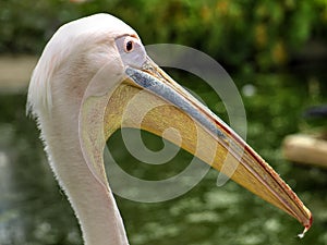 Close Up of Single Pelican Head
