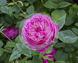 Close up single pink bloom of historical Bourbon shrub rose, Rosa `Louise Odier`