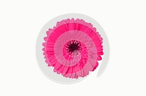 Close up, Single pink color gerbera flower blossom blooming isolated on white background for stock photo, house plants, spring