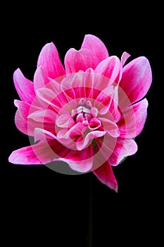 Close up of a single pink dahlia flower against dark background