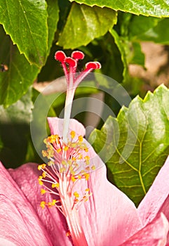Close up of a single, pink hibiscus bloom photo