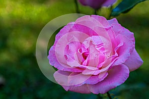 Close up of a single pink rose with a green background.