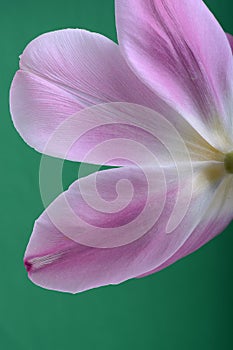 Close-up single pink tulip flower isolated on abstract background