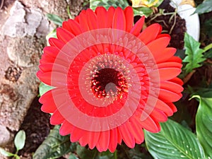 Close up, Single pink white color gerbera flower blossom blooming on tree blurred green leaf background for stock photo, house