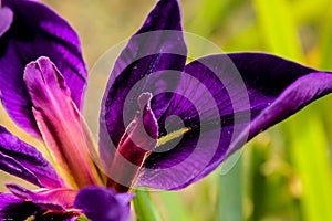 Close-up of beautiful purple flower on natural green background photo