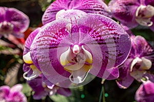 A close up of a single purple Thai orchid flower head