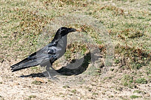 Close up of a single Raven Corvus corax