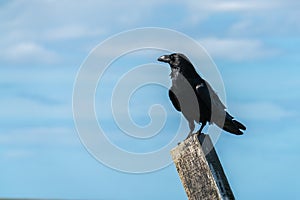 Close up of a single Raven Corvus corax perched on a post