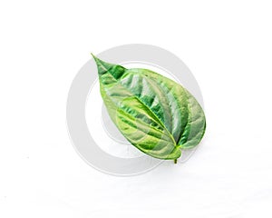 Close-up single raw betel leaf or paan isolated on white