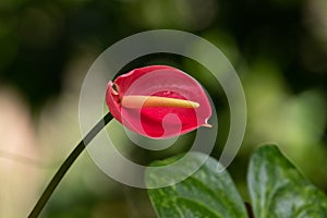 Close-up of a single red Anthurium flower
