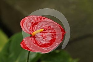 Close up single red heart tailflower