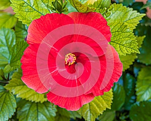 Close up of a single red hibiscus flower.