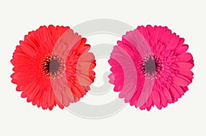 Close up, Single red and pink color gerbera flower blossom blooming isolated on white background for stock photo, house plants,